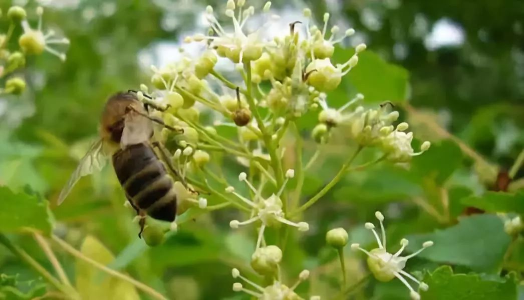 适合止咳的蜂蜜,止咳最好的蜂蜜