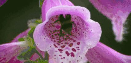 适合止咳的蜂蜜,止咳最好的蜂蜜