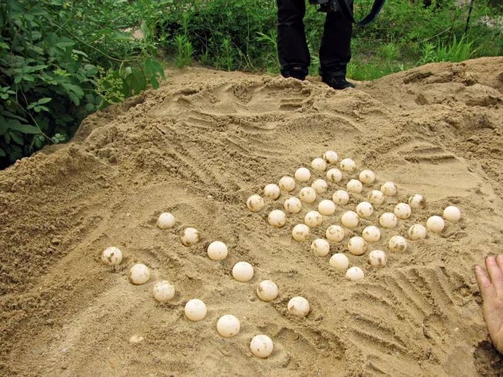 自然界灭绝的真实现象,我们亲眼目睹了灭绝