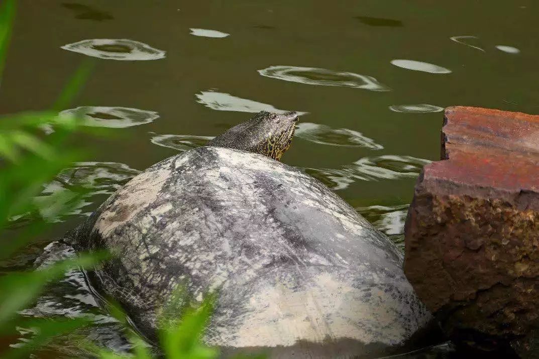自然界灭绝的真实现象,我们亲眼目睹了灭绝