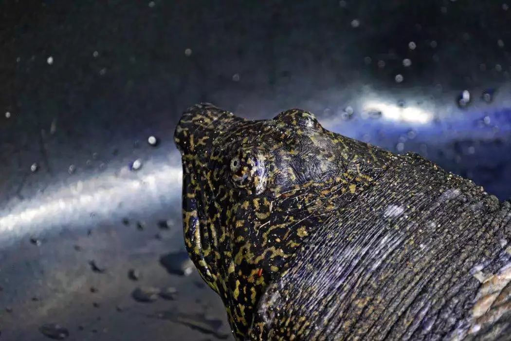 自然界灭绝的真实现象,我们亲眼目睹了灭绝