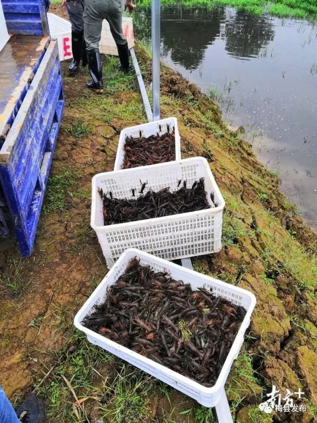 “致富虾”游出“脱贫路”！大坪镇打造特色品牌助推乡村振兴