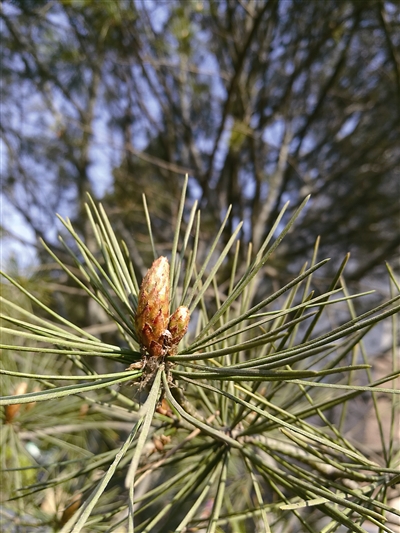 松树挺着铮铮的傲骨,松树在雪中傲然挺立