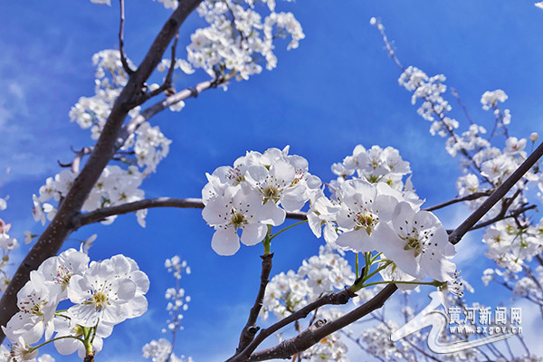 玉露香梨公梨变母梨,隰县玉露香梨种植利润