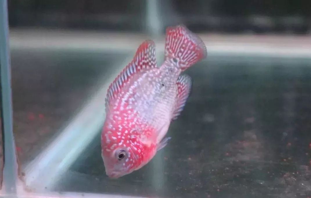 养罗氏虾经验,养罗非的正确方法和步骤