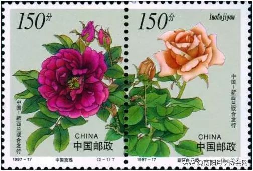 大美南阳月季盛开,南阳月季之乡标志图片