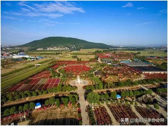 大美南阳月季盛开,南阳月季之乡标志图片