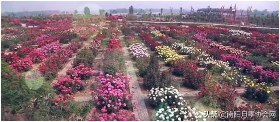 大美南阳月季盛开,南阳月季之乡标志图片