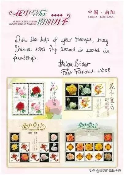 大美南阳月季盛开,南阳月季之乡标志图片