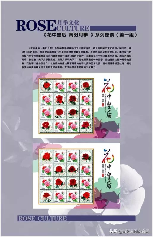 大美南阳月季盛开,南阳月季之乡标志图片