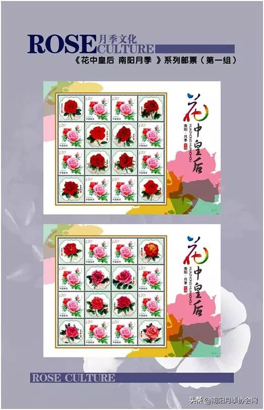 大美南阳月季盛开,南阳月季之乡标志图片