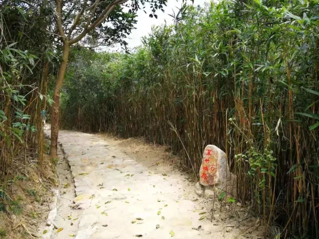 中山珠海赏花好地方,珠海斗门五一旅游攻略