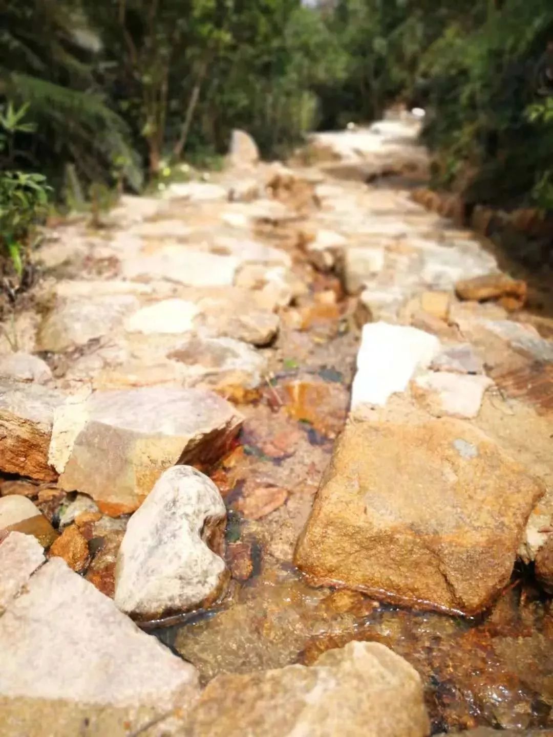 中山珠海赏花好地方,珠海斗门五一旅游攻略