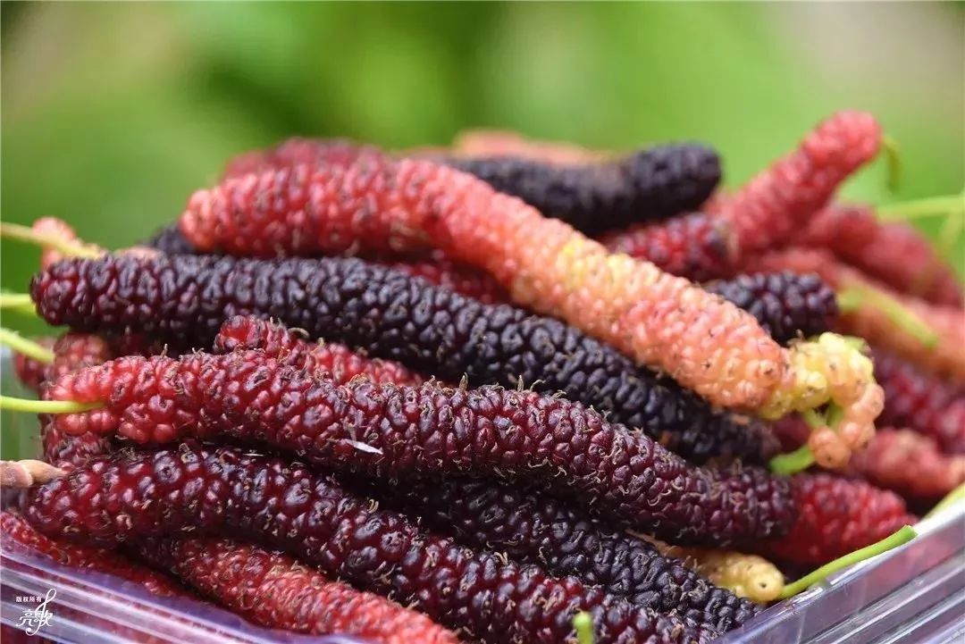 中山珠海赏花好地方,珠海斗门五一旅游攻略