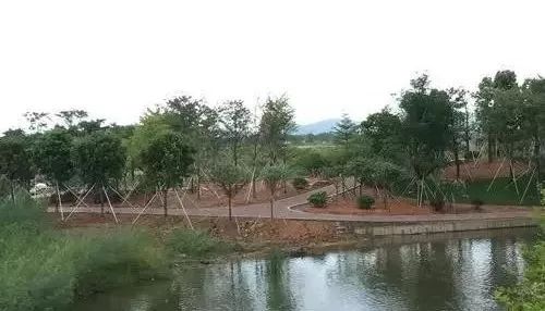 中山珠海赏花好地方,珠海斗门五一旅游攻略