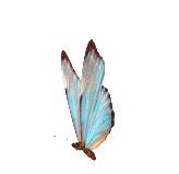 全世界最珍稀十种蝴蝶,世界上的八大稀有蝴蝶