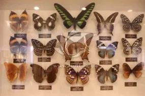 全世界最珍稀十种蝴蝶,世界上的八大稀有蝴蝶