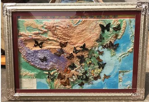 全世界最珍稀十种蝴蝶,世界上的八大稀有蝴蝶