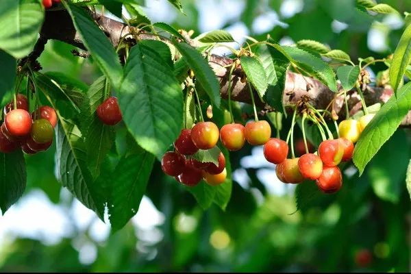 樱桃熟了采摘园乐山,宜宾樱桃几月份成熟