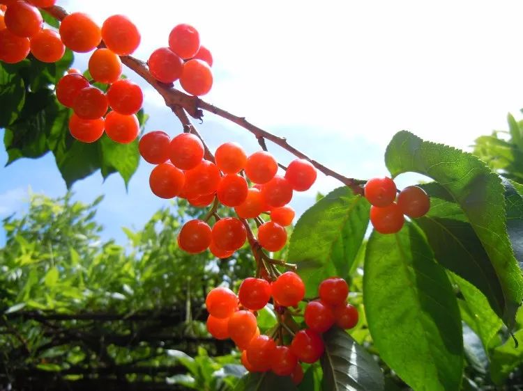 樱桃熟了采摘园乐山,宜宾樱桃几月份成熟