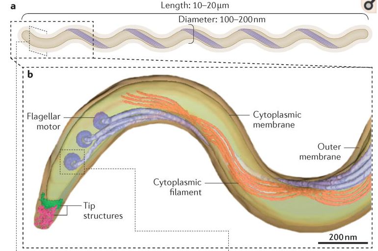 梅毒如何避免,检查出梅毒弱阳性会不会是弄错了