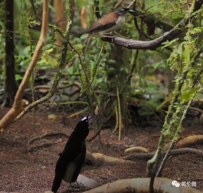 bbc经典必看十大纪录片,bbc十大经典纪录片9.9