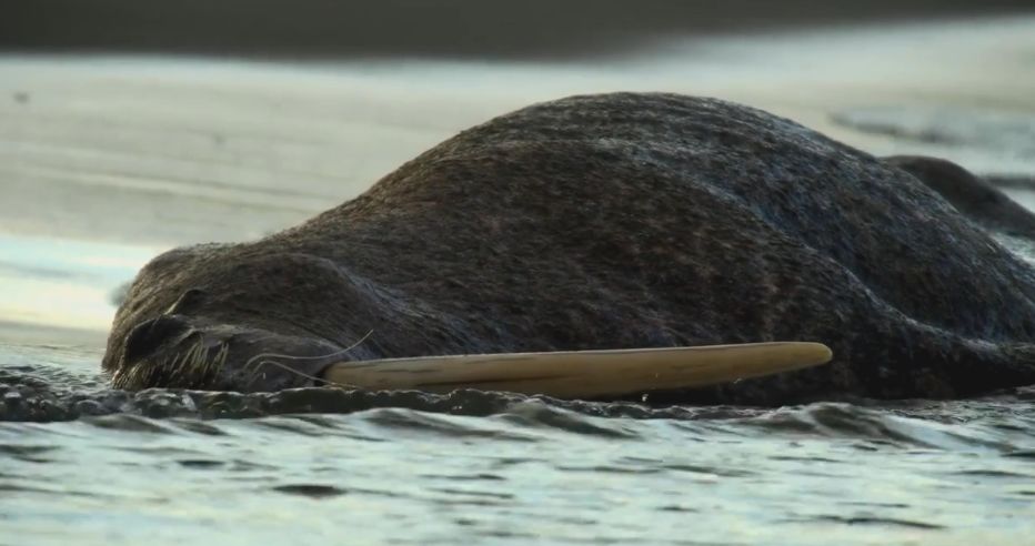 bbc经典必看十大纪录片,bbc十大经典纪录片9.9