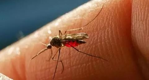 夏天虫子叮咬怎么处理,天气渐暖蚊虫增多