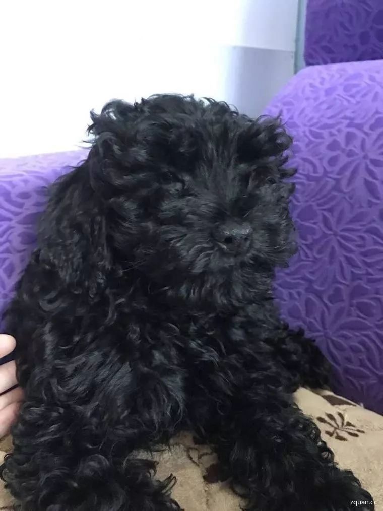 临桂商铺房屋出租行情,临桂铺面转让招租