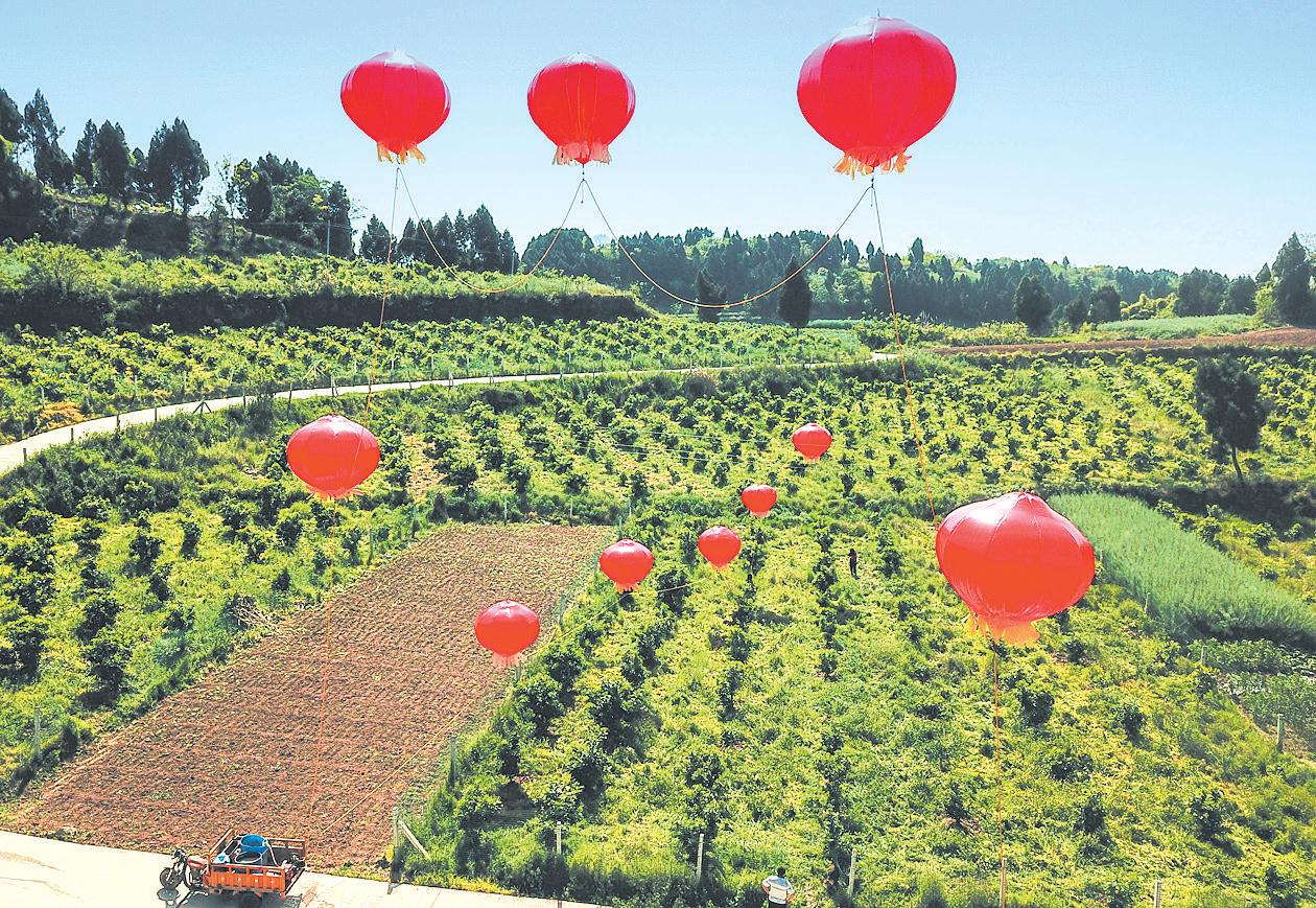 田间为啥飘起红气球人民日报报道成都“土发明”