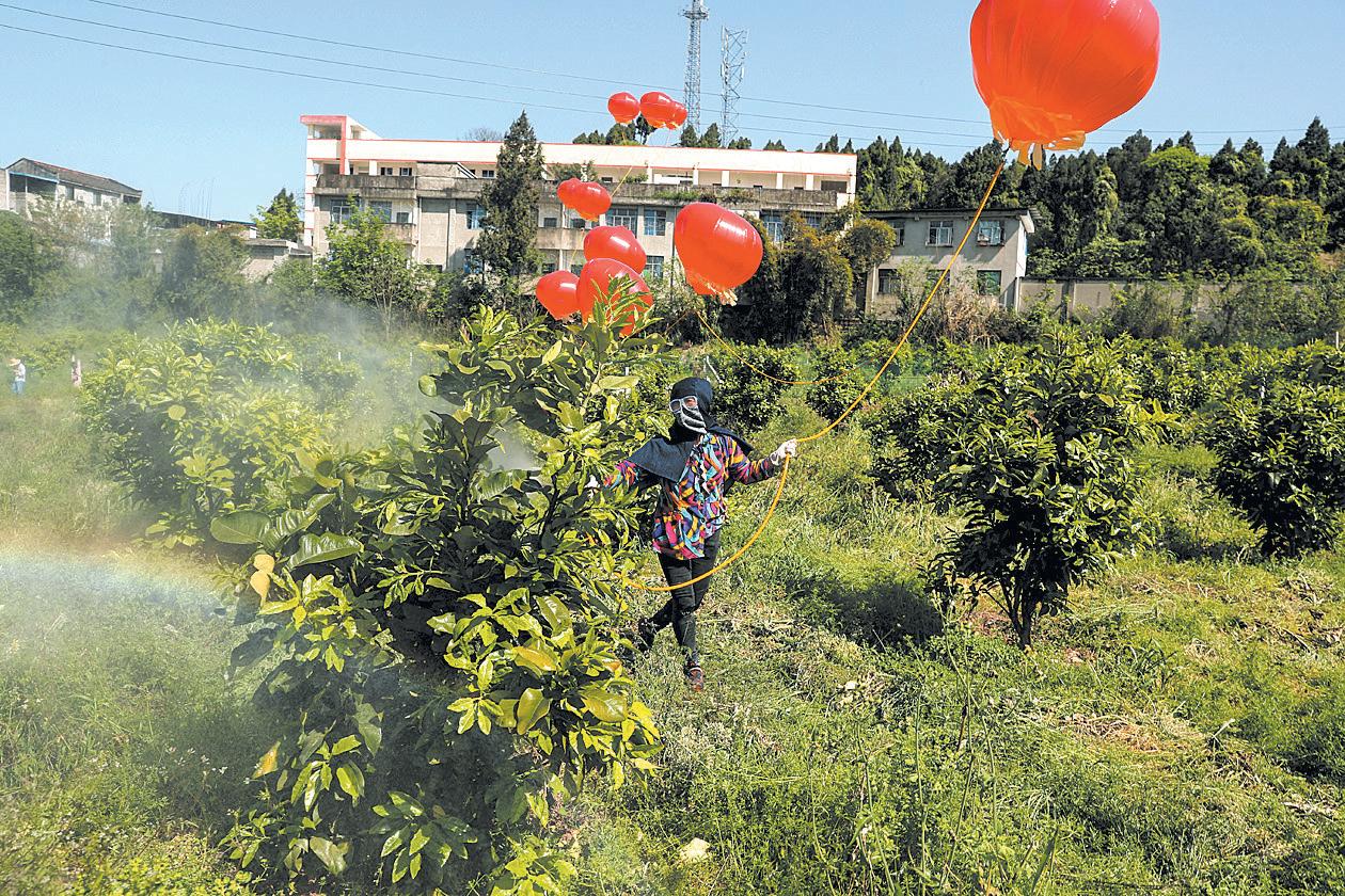 田间为啥飘起红气球人民日报报道成都“土发明”