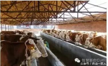 一个养牛人,一个养牛人的坚持