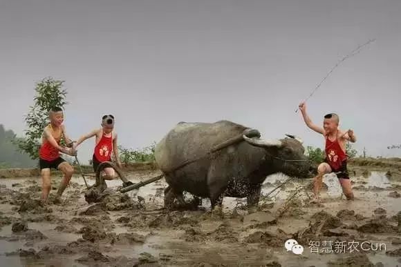 一个养牛人,一个养牛人的坚持