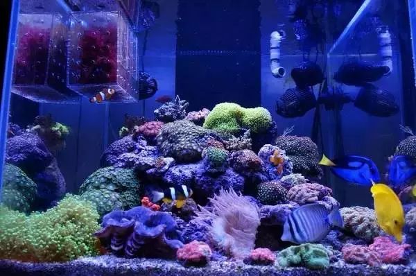 海缸停电5小时会怎样,海缸遇到停电怎么办