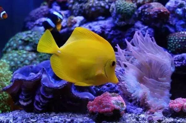 海缸停电5小时会怎样,海缸遇到停电怎么办