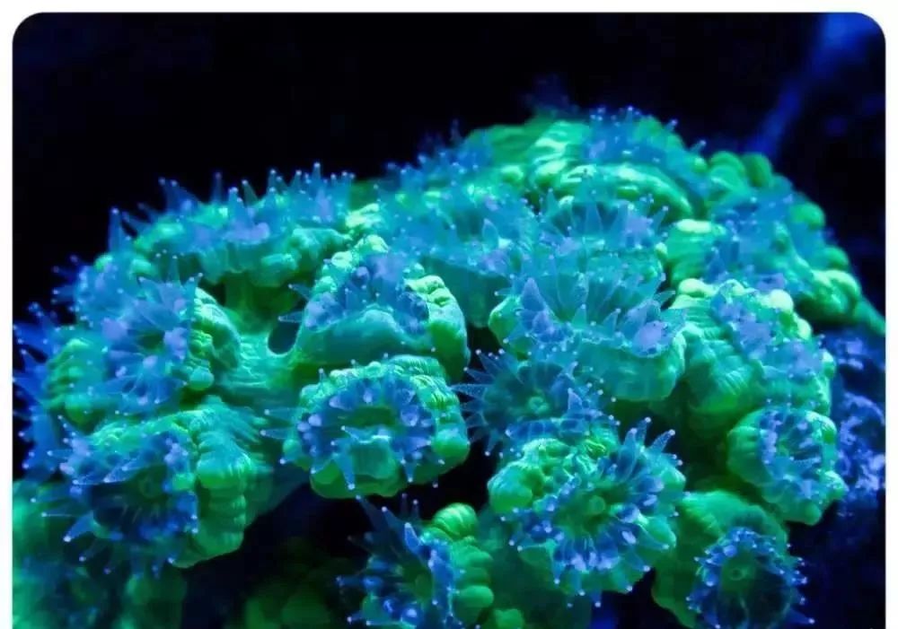 海缸停电5小时会怎样,海缸遇到停电怎么办