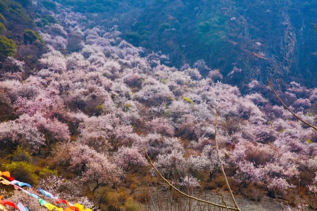 香格里拉东巴文化旅游节,贡巴拉美朵旅游节