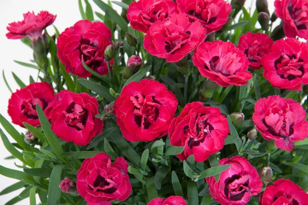 搴蜂箖棣╨ove,搴蜂箖棣╨ove缁勫悎