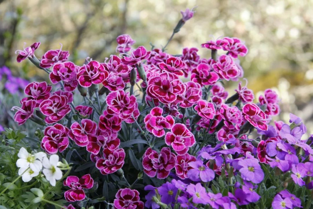 搴蜂箖棣╨ove,搴蜂箖棣╨ove缁勫悎