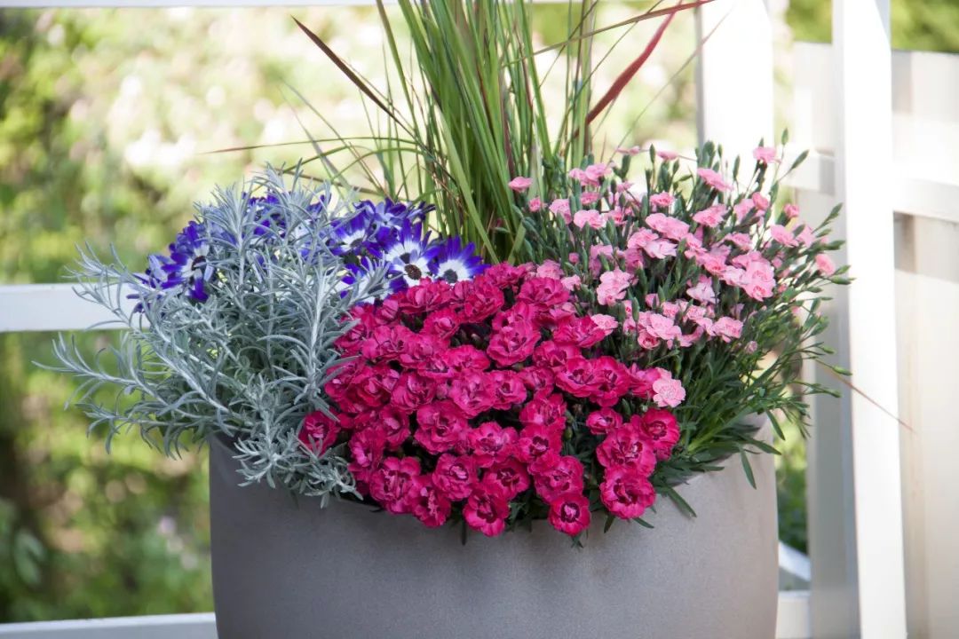 搴蜂箖棣╨ove,搴蜂箖棣╨ove缁勫悎