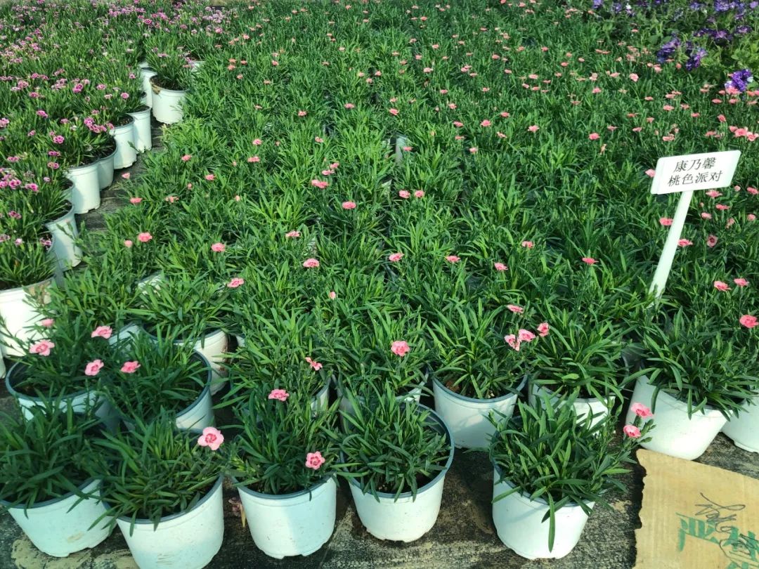 搴蜂箖棣╨ove,搴蜂箖棣╨ove缁勫悎