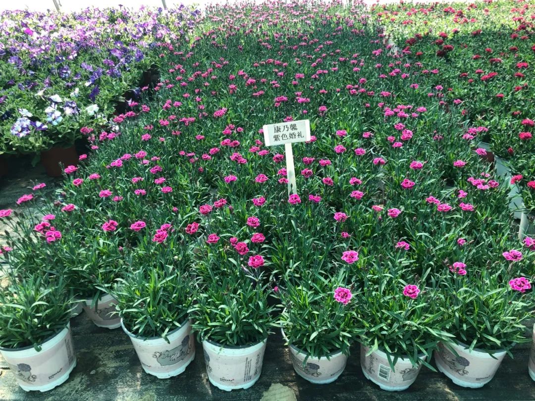 搴蜂箖棣╨ove,搴蜂箖棣╨ove缁勫悎