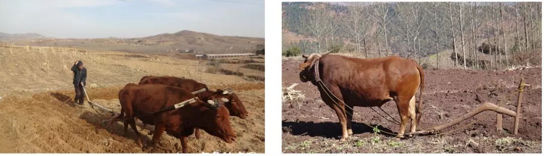 尘封的农具：犁、耙、托（许广洲）