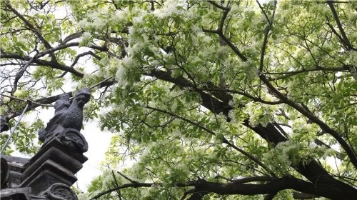 千年孟府流苏树全文,千年孟府的流苏花