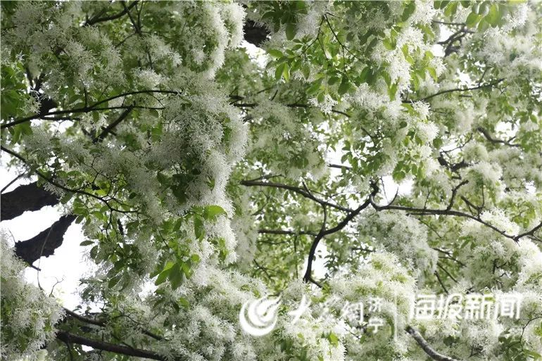 千年孟府流苏树全文,千年孟府的流苏花