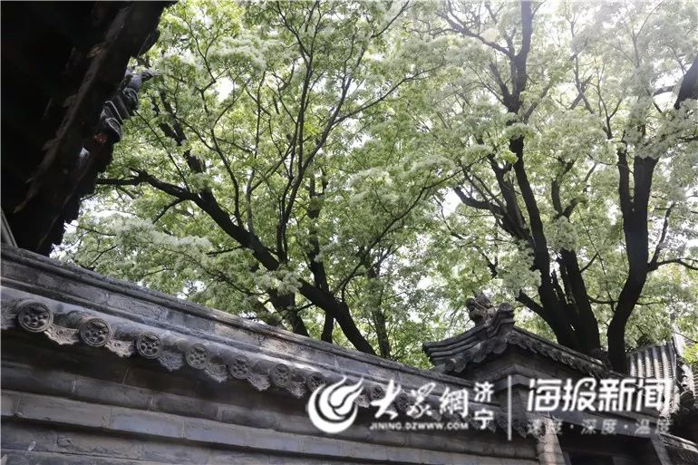 千年孟府流苏树全文,千年孟府的流苏花