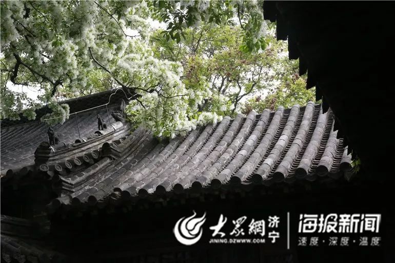 千年孟府流苏树全文,千年孟府的流苏花