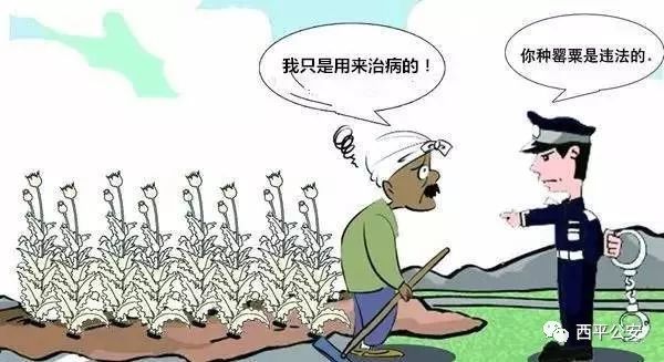 农妇种植522株烟被判刑,非法种植烟苗判刑