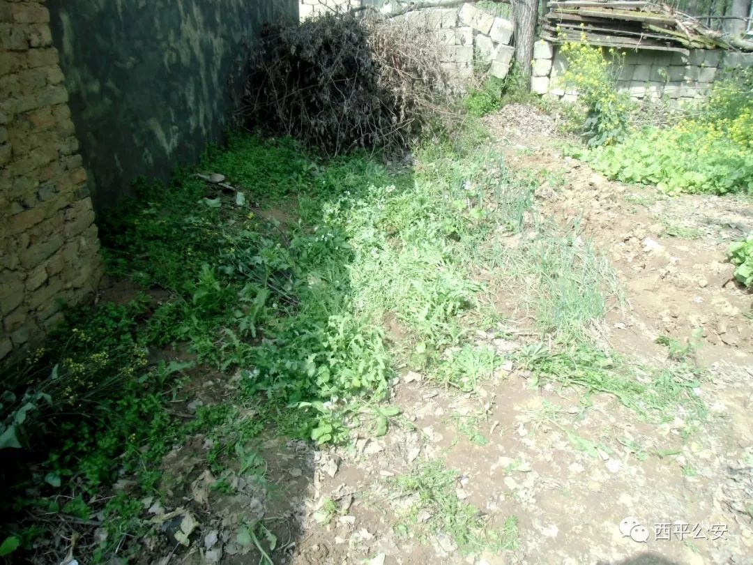 农妇种植522株烟被判刑,非法种植烟苗判刑