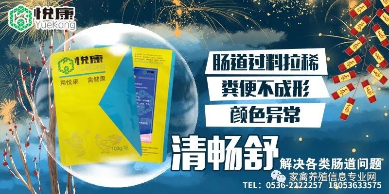 家禽坏死性肠炎特效药物,家禽细菌性腹泻的症状和治疗方法